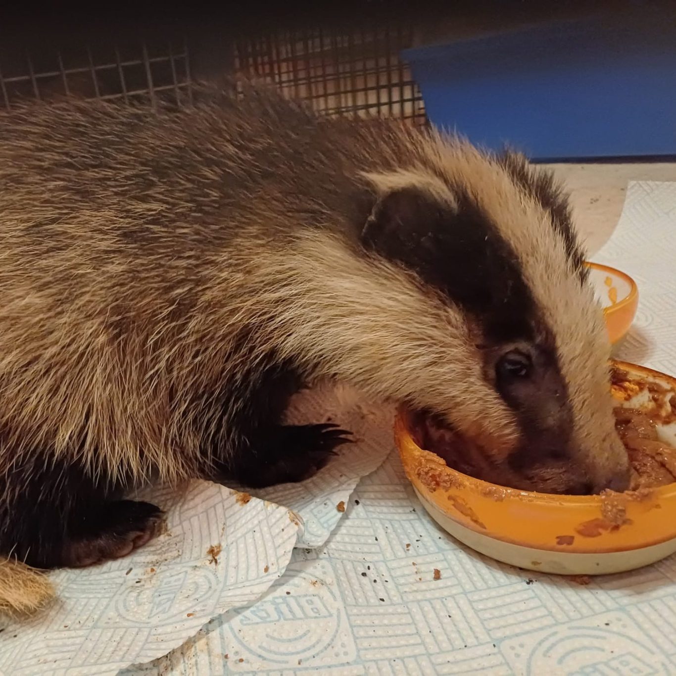 Rescued badger eating from a bowl